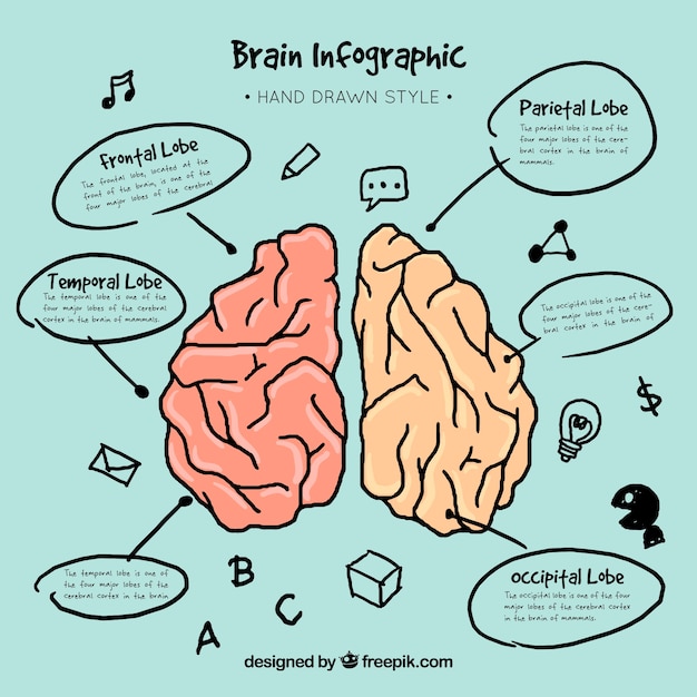 Free Vector hand-drawn brain infographic