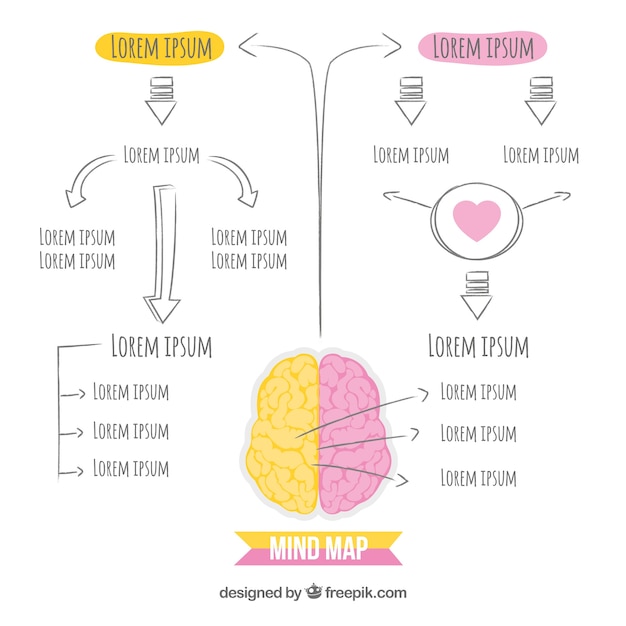 Free vector hand drawn brain scheme