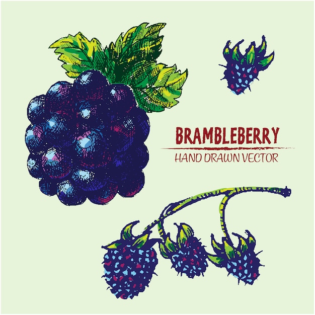 손으로 그린 brambleberries 디자인