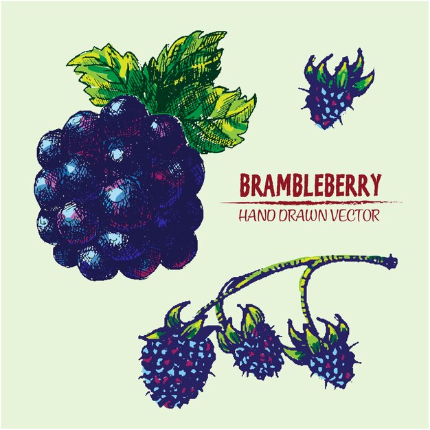 дизайн Ручной обращается brambleberries