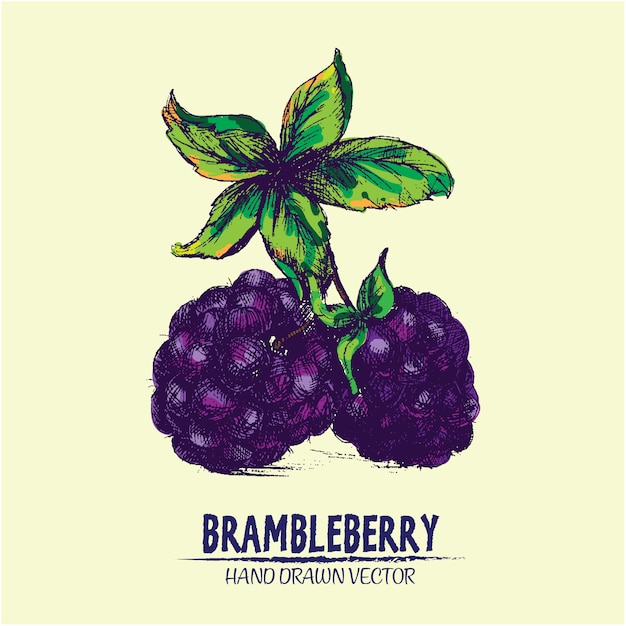 手描きのbrambleberryの背景