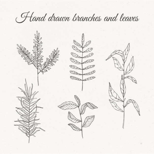 Free vector hand drawn branches and leaves