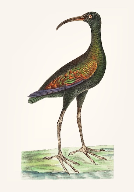 無料ベクター 手描きのブラジル人のcurlew