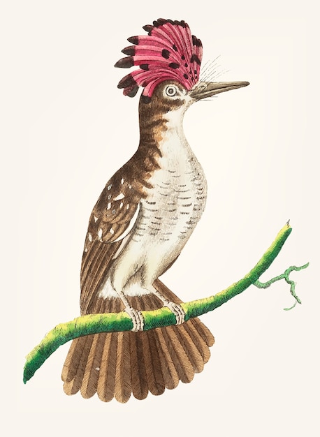 Hand drawn of brown tody