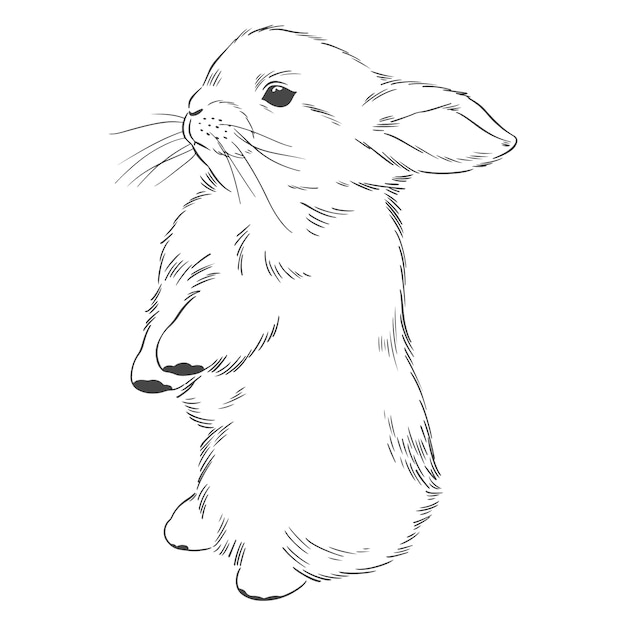 Hand drawn bunny outline illustration