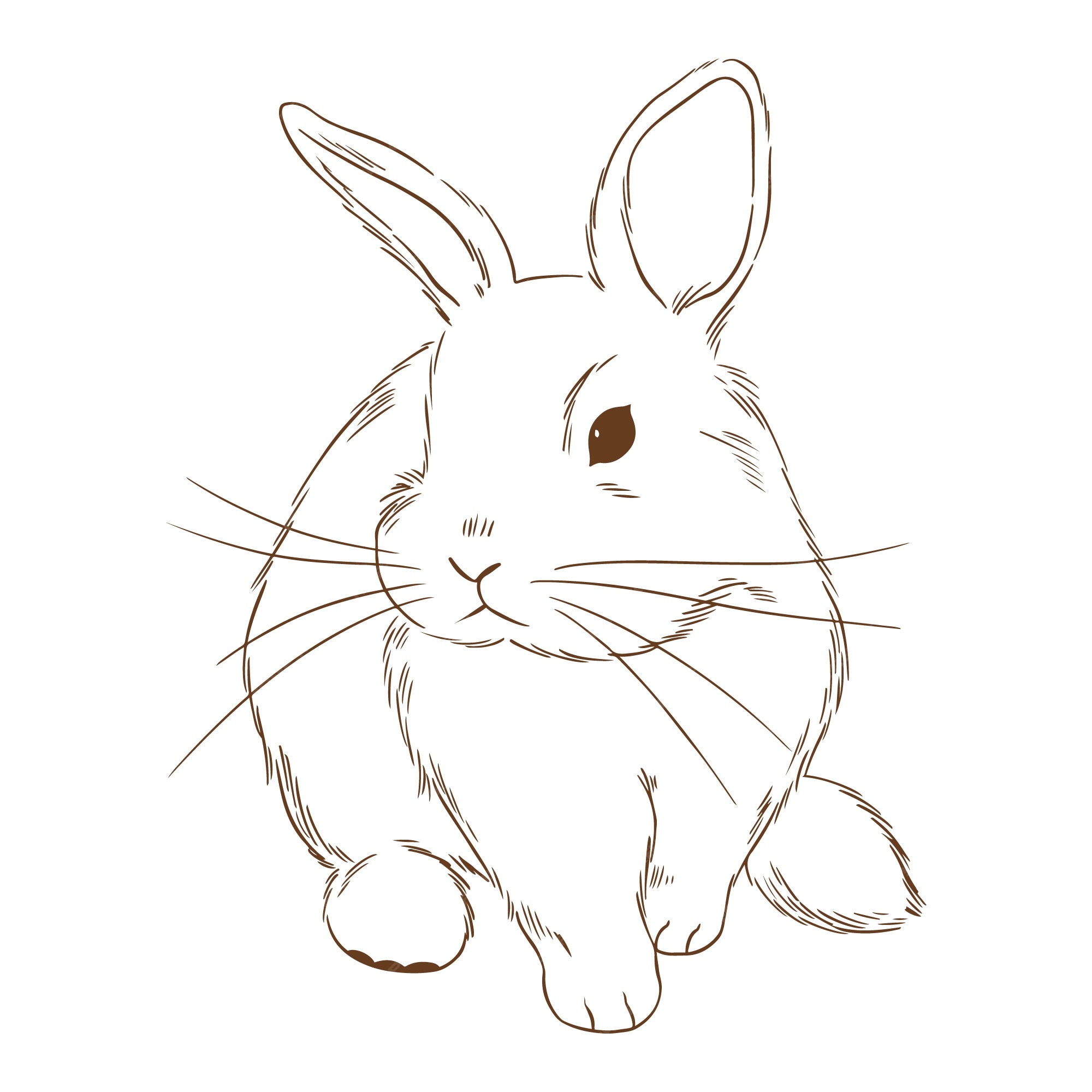 bunny drawing