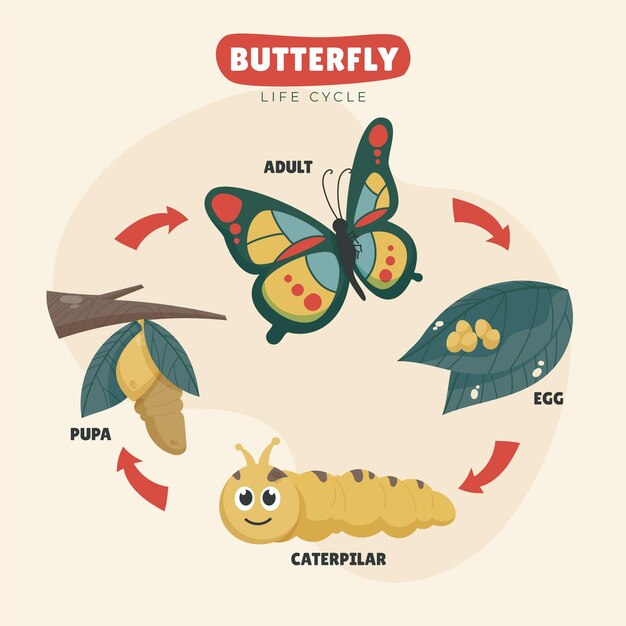 Hand drawn butterfly life cycle