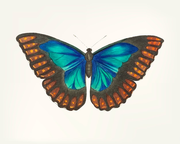 Free vector hand drawn butterfly