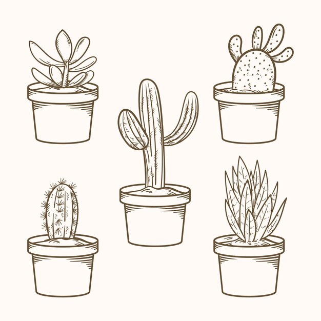 hand drawn cactus drawing illustration