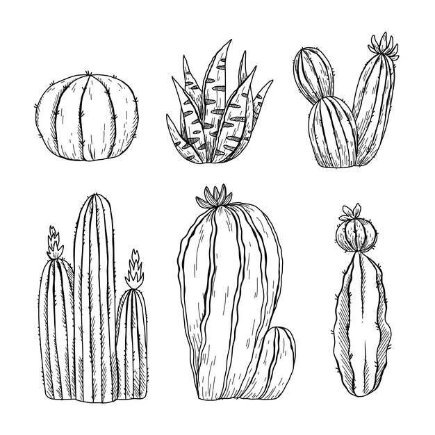 Hand drawn cactus drawing illustration