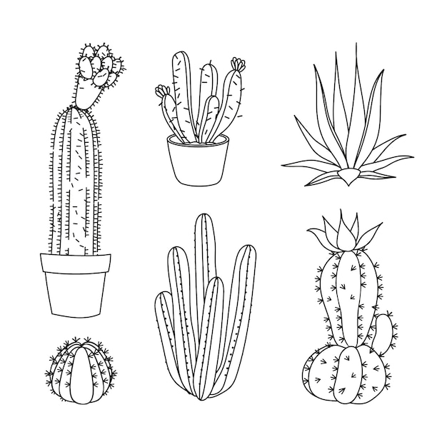 Hand drawn cactus drawing illustration