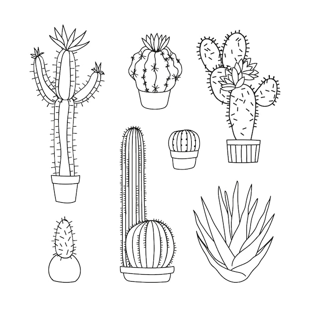 Hand drawn cactus drawing illustration