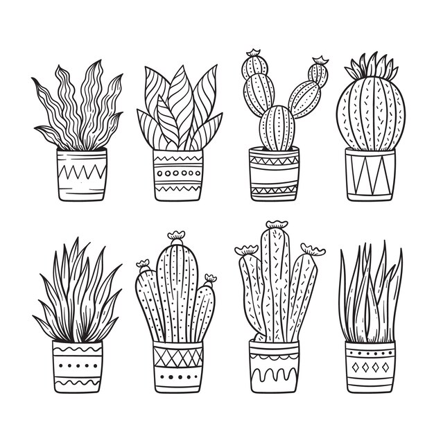 Hand drawn cactus drawing illustration