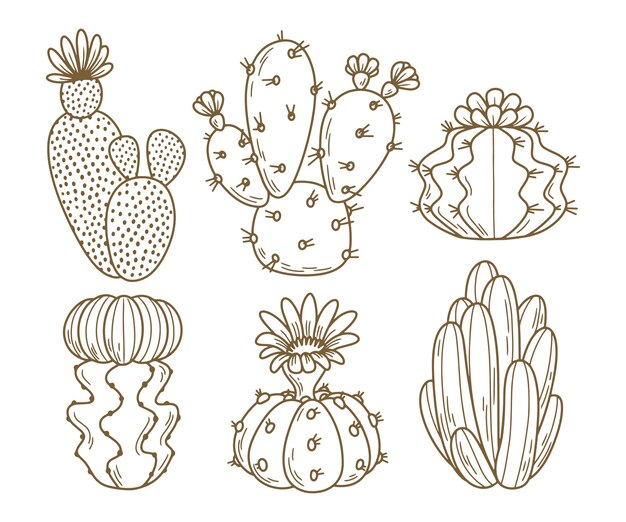 Hand drawn cactus  illustration
