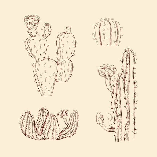 Hand drawn cactus  illustration