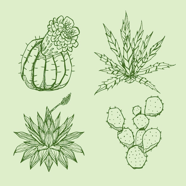 Free Vector hand drawn cactus outline illustration