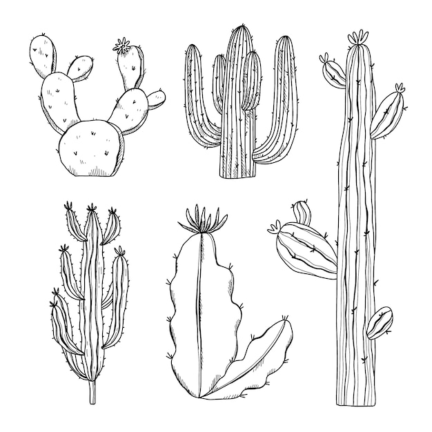 Vettore gratuito illustrazione del profilo del cactus disegnato a mano