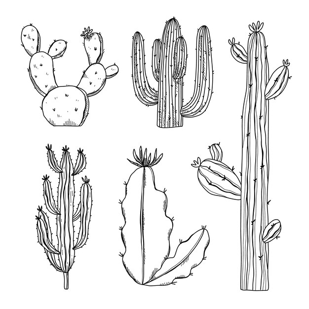 Hand drawn cactus outline illustration