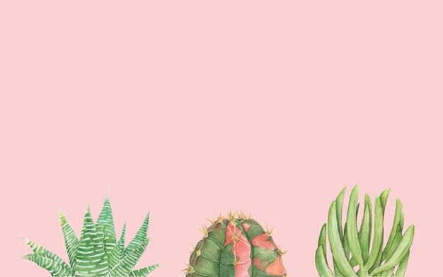 Hand drawn cactus and succulents