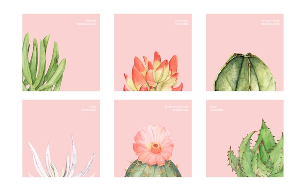 Vettore gratuito cactus e succulente disegnati a mano