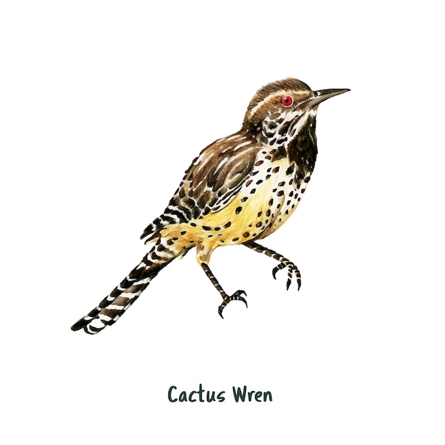 Free vector hand drawn cactus wren bird