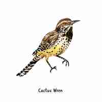 Free vector hand drawn cactus wren bird