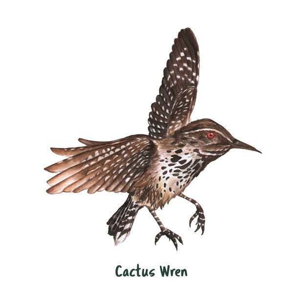 Рисованная кактус wren bird