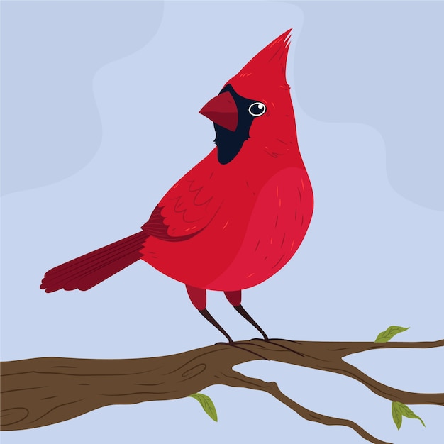 Free vector hand drawn cardinal bird illustration