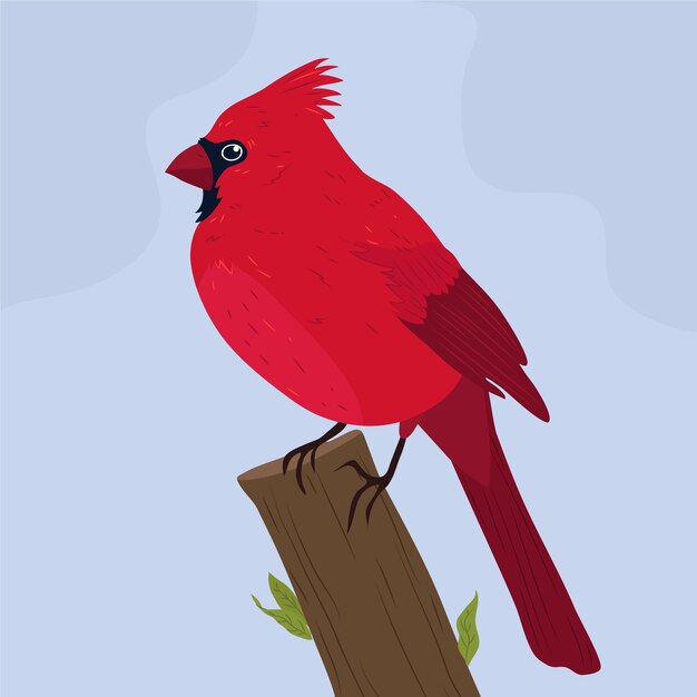 Hand drawn cardinal bird illustration