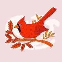 Free vector hand drawn cardinal bird illustration