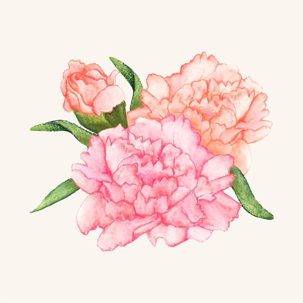 Hand drawn carnation flower isolated