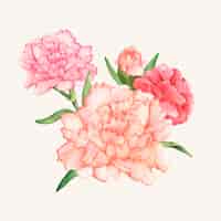 Free vector hand drawn carnation flower isolated