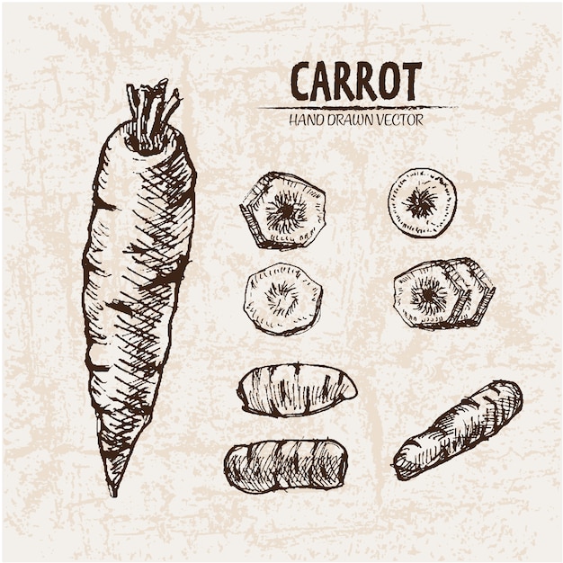 Free vector hand drawn carrot collection