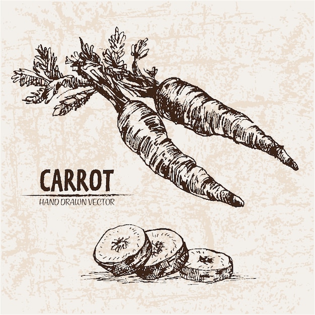 Free vector hand drawn carrot collection