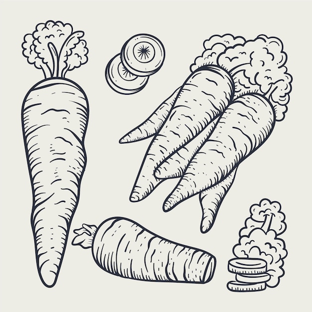 Нарисованная рукой иллюстрация контура моркови