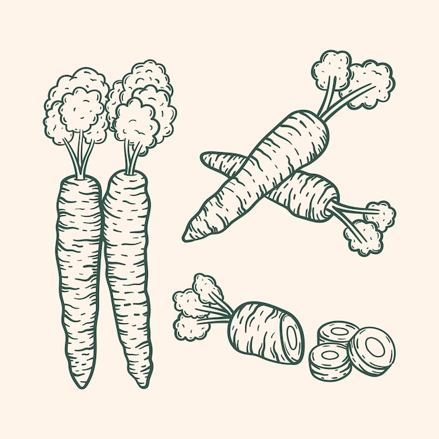 Hand drawn carrot outline illustration