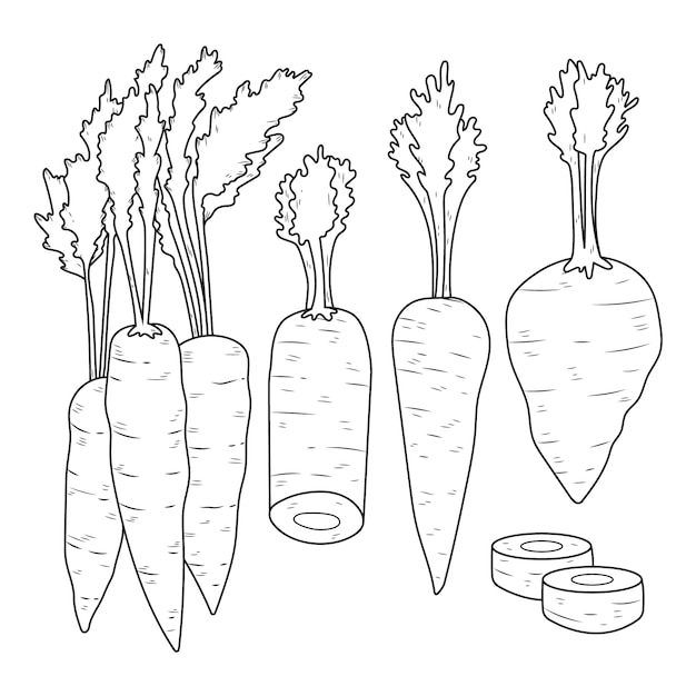 Иллюстрация очертаний моркови, нарисованная вручную