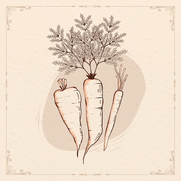 Vettore gratuito illustrazione del contorno della carota disegnata a mano