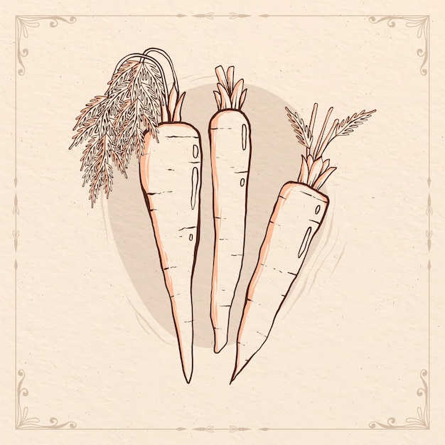 Illustrazione del contorno della carota disegnata a mano