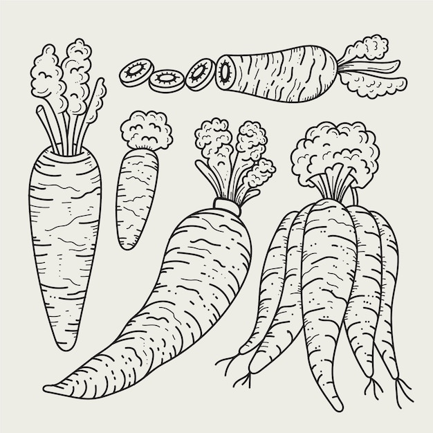 手描きのジャガイモの概要イラスト