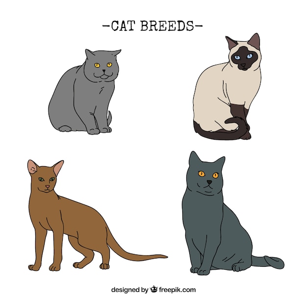 Hand drawn cat breeds