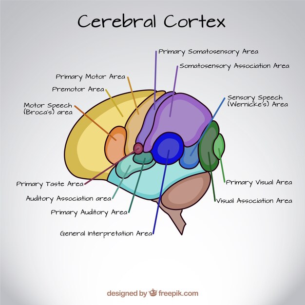 Hand drawn cerebral cortex