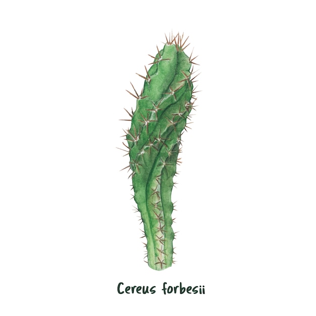 무료 벡터 손으로 그린 cereus forbesii 선인장