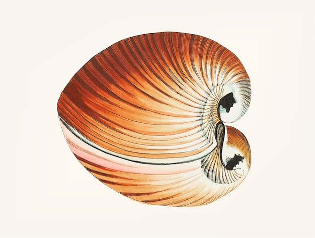 Hand drawn of chama saltwater clam