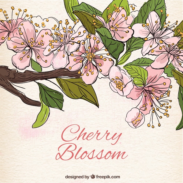 Free vector hand drawn cherry blossom background