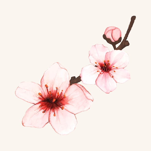 無料ベクター 手描きの桜の花が孤立している