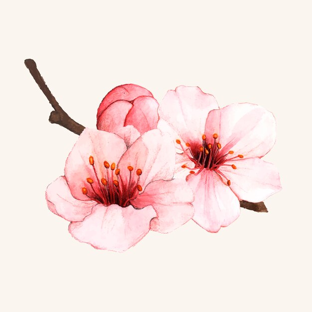 手描きの桜の花が孤立している