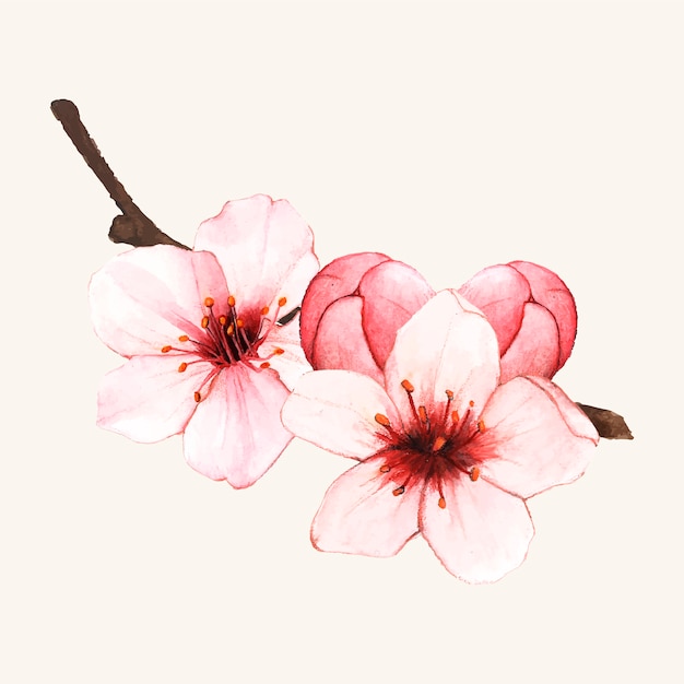 Vector Templates: Hand drawn cherry blossom flower isolated