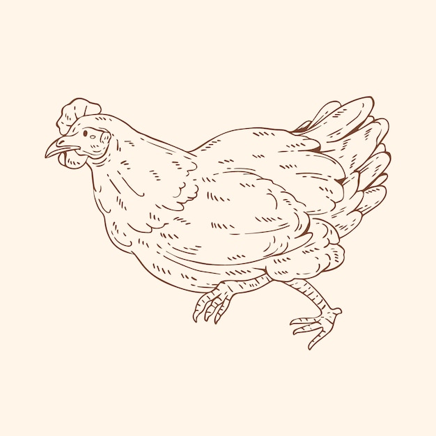 Vettore gratuito illustrazione di contorno di pollo disegnato a mano