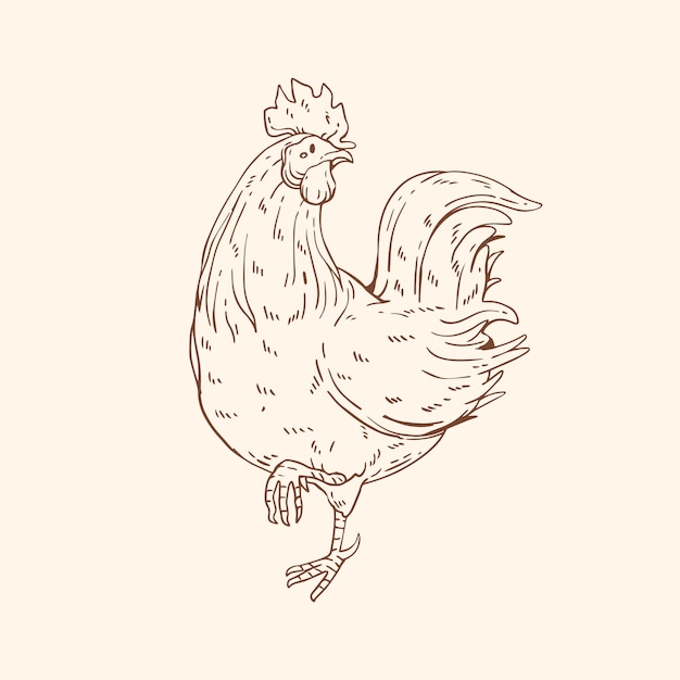 Hand drawn chicken outline illustration
